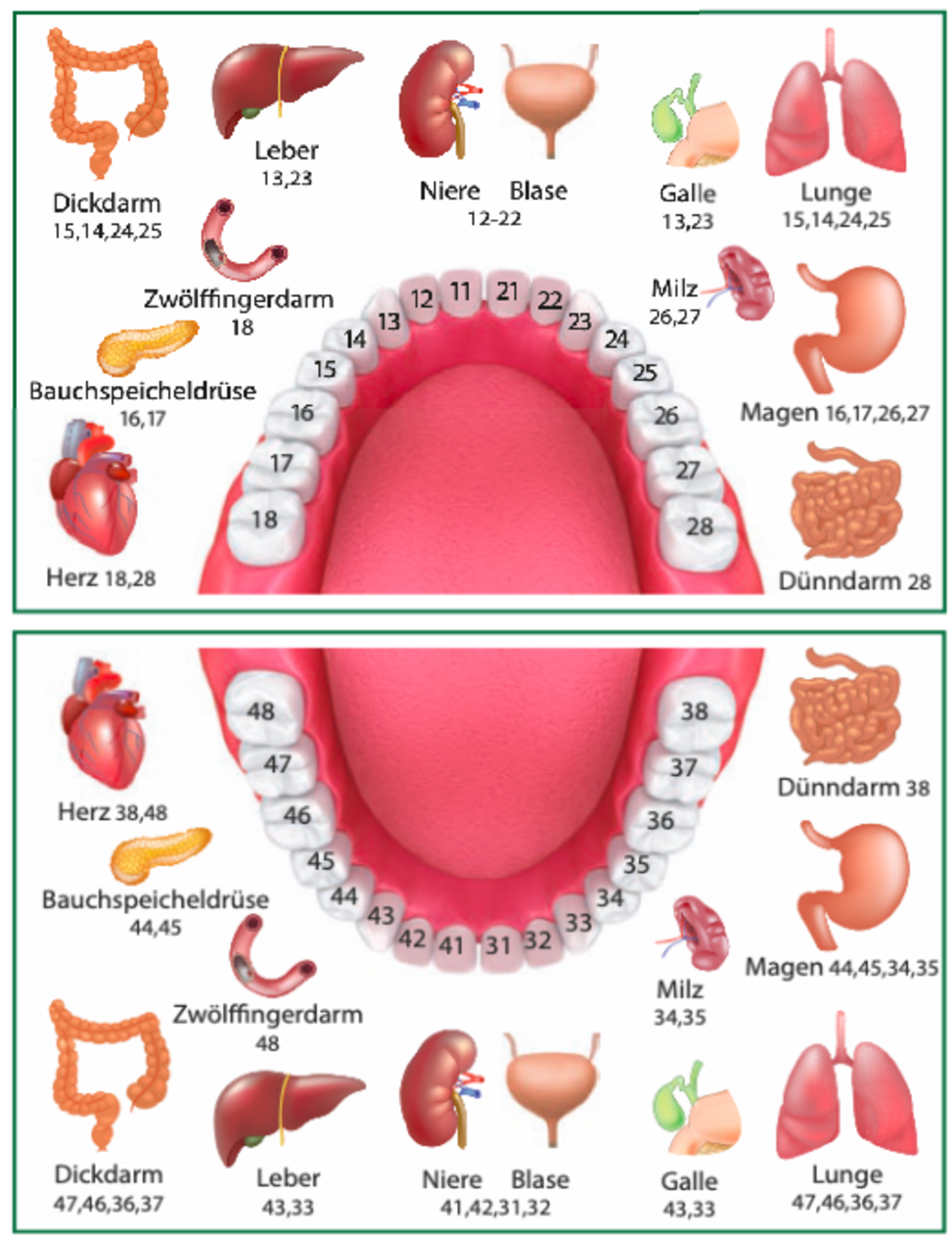 Zähne, Organe, Herz, Leber, Niere, Milz, Lunge, Darm, Blase, Galle
