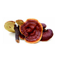 Reishi Pilze Immunsystem